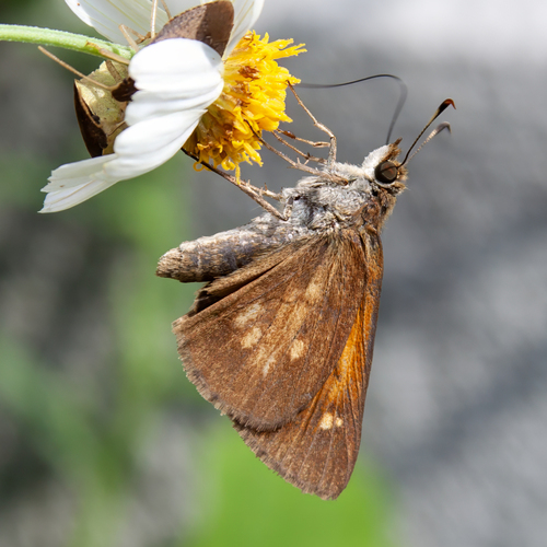 Southern Broad-winged Skipper