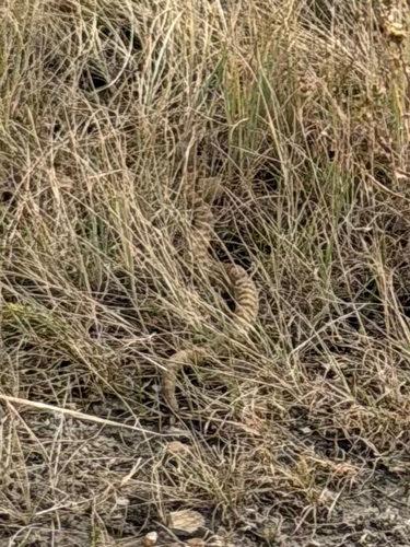 Prairie Rattlesnake