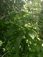 Palicourea domingensis