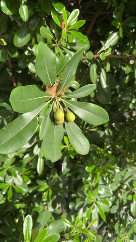 Japanese cheesewood