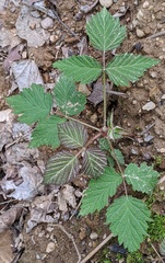 Rubus idaeus strigosus