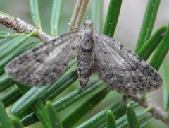 Eupithecia columbiata