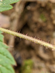 Rubus idaeus strigosus