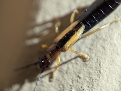 Lined Earwig photo 6