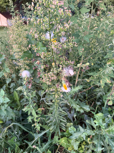 horseweed