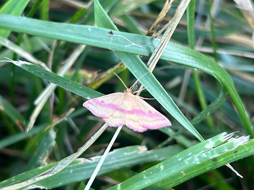 Chickweed Geometer Moth