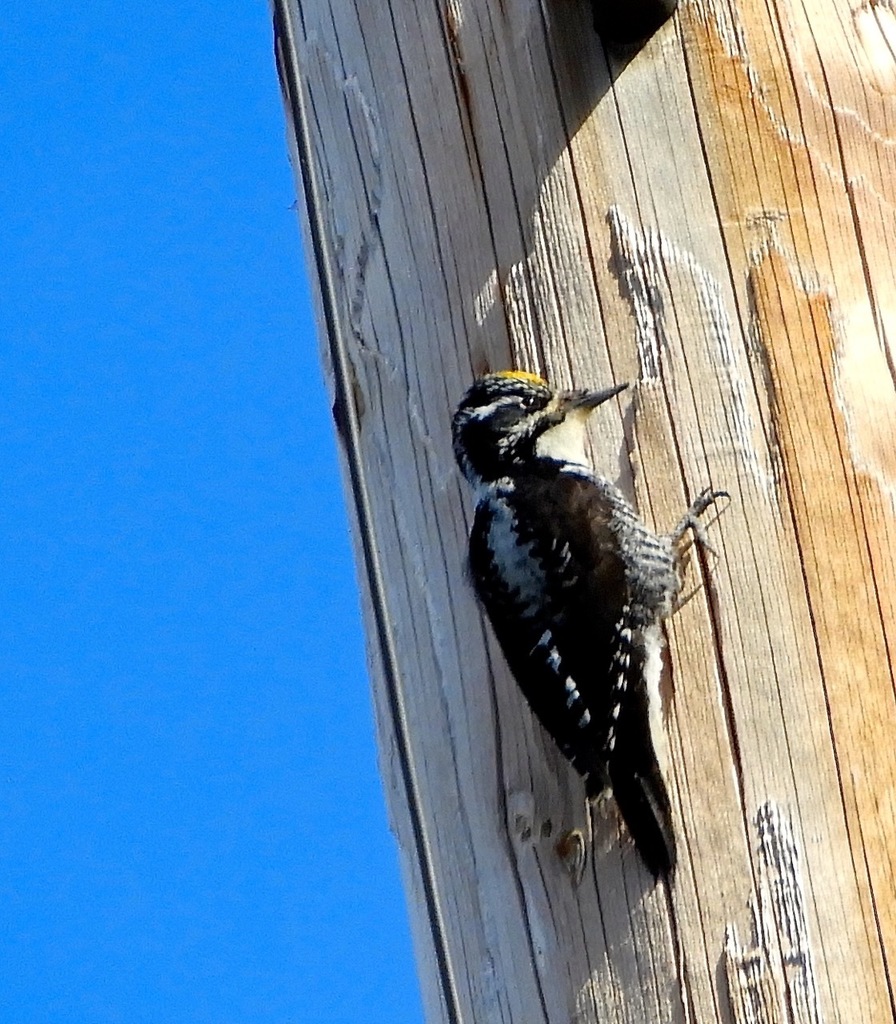 American Three-toed Woodpecker (Northwest)