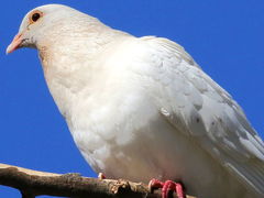 Columba livia domestica