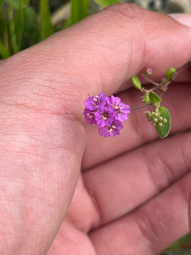 Boerhavia repens observed 2026-09-11