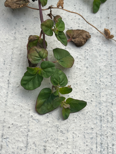 Boerhavia repens observed 2026-09-11