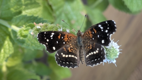 Texan Crescent