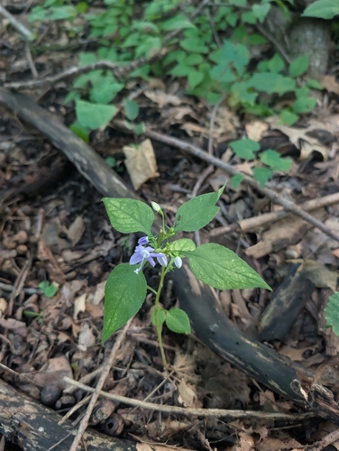 tall bellflower