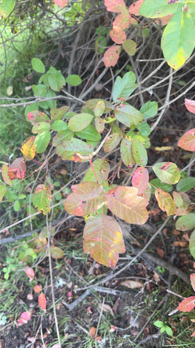 Pacific poison oak