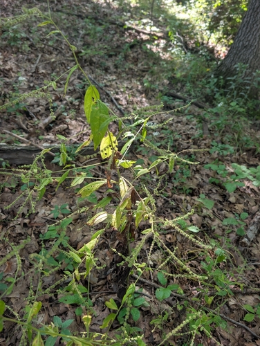 virginia stickseed