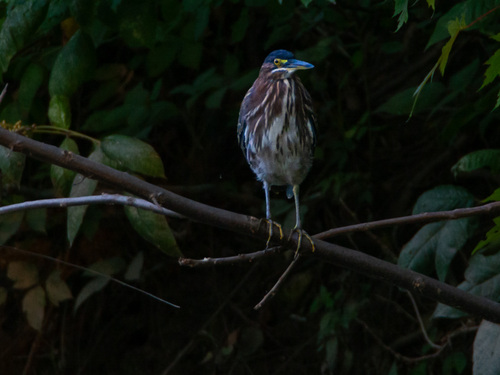 Green Heron