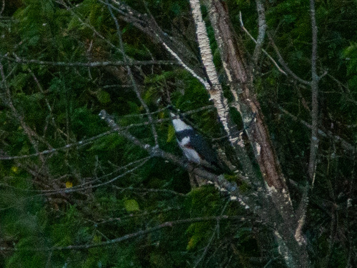Belted Kingfisher