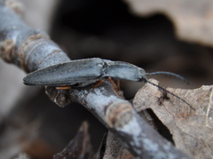 Paractenicera fulvipes
