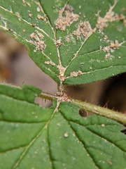Rubus idaeus strigosus