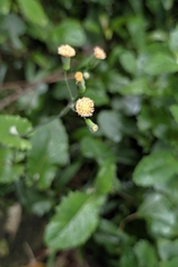 Emilia praetermissa, photograph (c) 許文俊, some rights reserved (CC BY-SA)