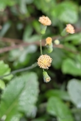 Emilia praetermissa, photograph (c) 許文俊, some rights reserved (CC BY-SA)