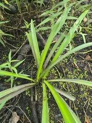 Hymenocallis liriosme, photograph (c) Jody Shugart, some rights reserved (CC BY)