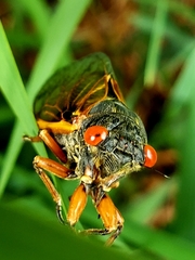 Magicicada cassinii