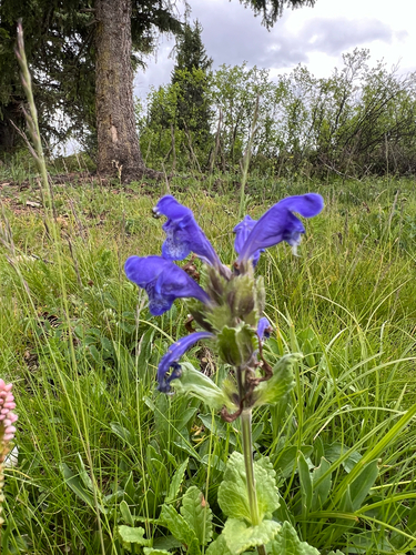 Dracocephalum grandiflorum