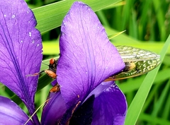 Magicicada cassinii