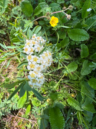 Spiraea alpina
