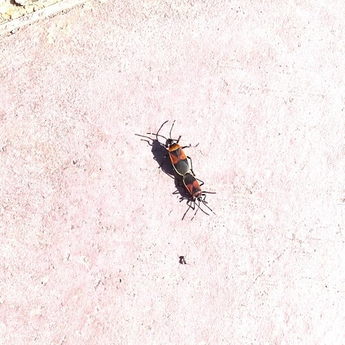 Harlequin Red Bug
