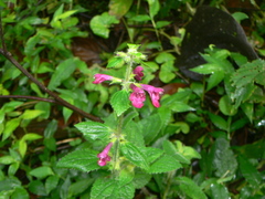 Stachys lamioides