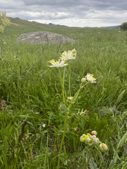 Thalictrum petaloideum