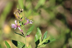 Cuphea fruticosa, photograph (c) Andrea Gantzer, some rights reserved (CC BY)