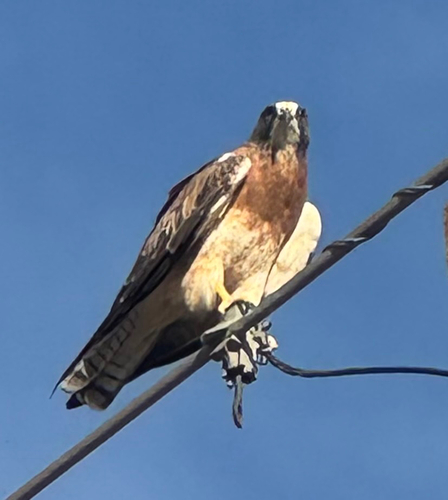 Swainson's Hawk