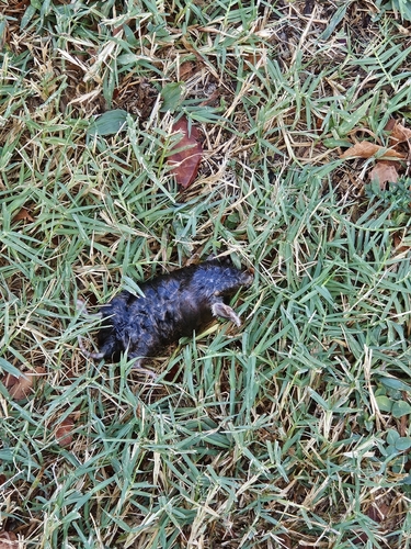 Eastern Mole observed by rebekah76873