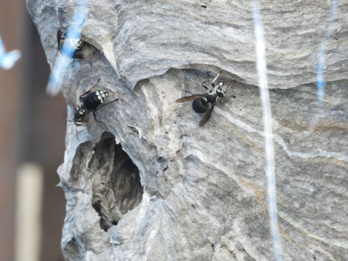 Bald-faced Hornet
