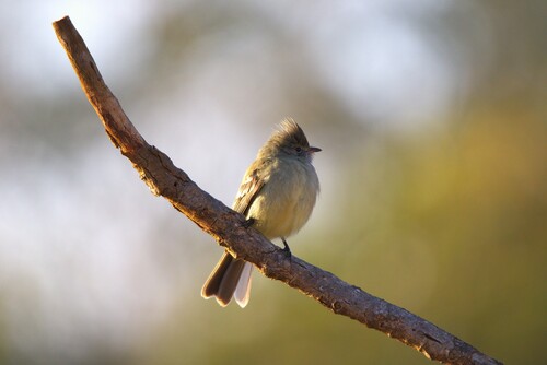 Plain-crested Elaenia