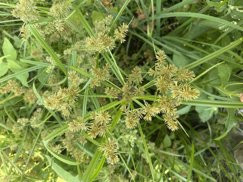 iNaturalist observation photo of Flatsedges