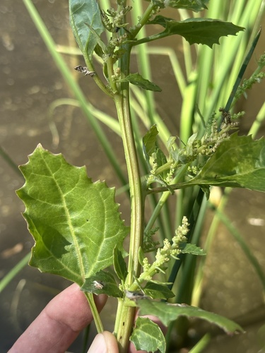 iNaturalist observation photo of Creeping Saltbush