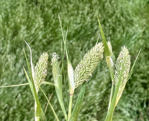 iNaturalist observation photo of swamp pricklegrass