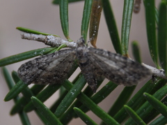 Eupithecia columbiata