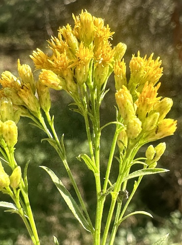 iNaturalist observation photo of western goldenrod
