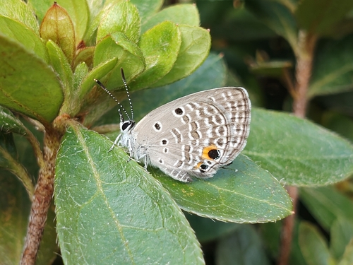 Plains Cupid
