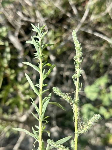 iNaturalist observation photo of Fivehorn smotherweed