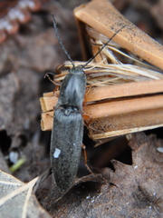 Paractenicera fulvipes