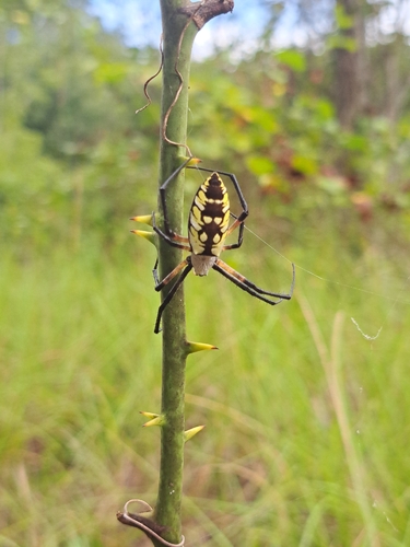 Yellow Garden Spider