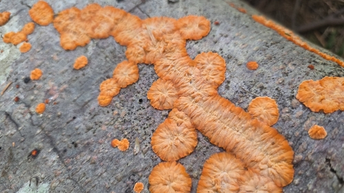 Wrinkled Crust
