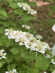 Viburnum plicatum