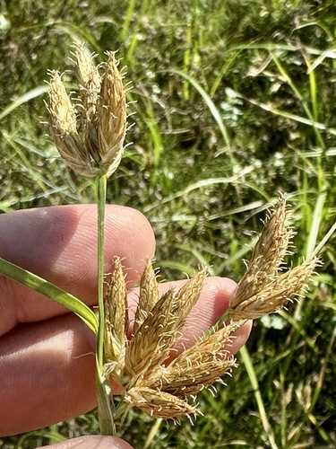 iNaturalist observation photo of sea clubrush