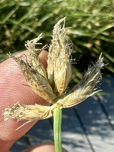 iNaturalist observation photo of sea clubrush